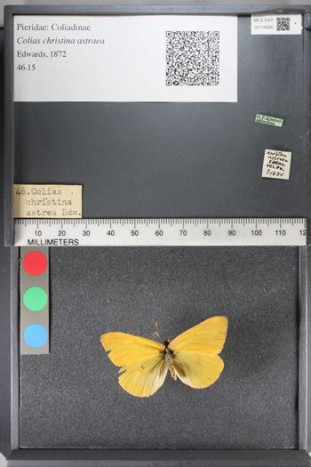 Media type: image;   Entomology 119590
